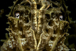"Striking Eyes" No Cropping straight out of the camera :o) by Debi Henshaw 